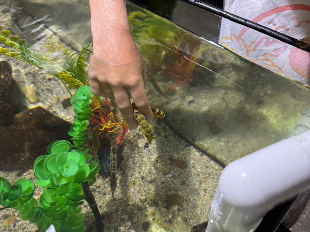 Seahorse World-Beauty Point必去景点