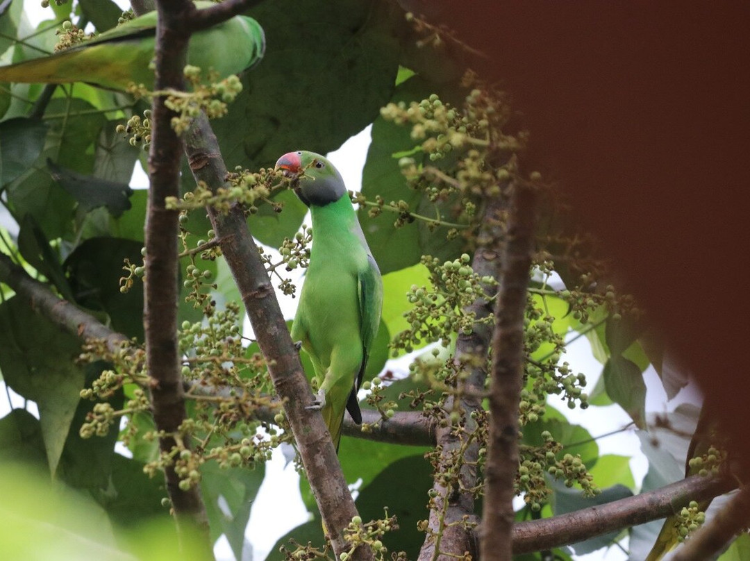Eddy's Expeditions-加勒必去景点