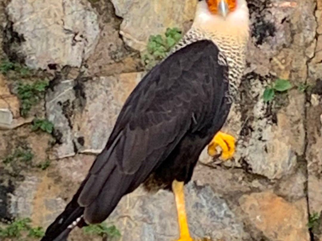 Emperor Valley Zoo-西班牙港必去景点