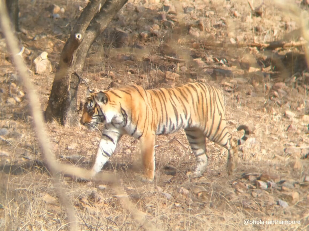 Ranthambore Jungle Safari景点图片