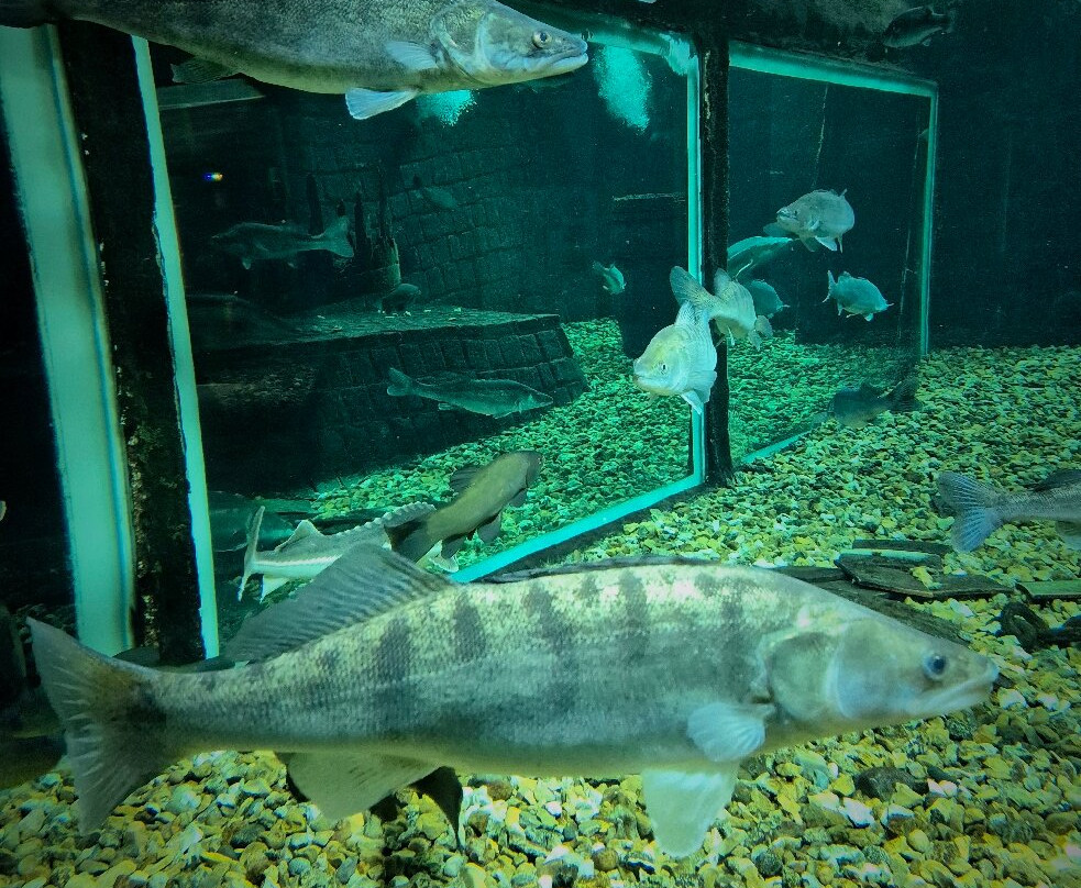 Aquarium De Touraine景点图片