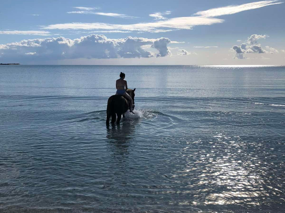 Texas Horses Riding Club景点图片
