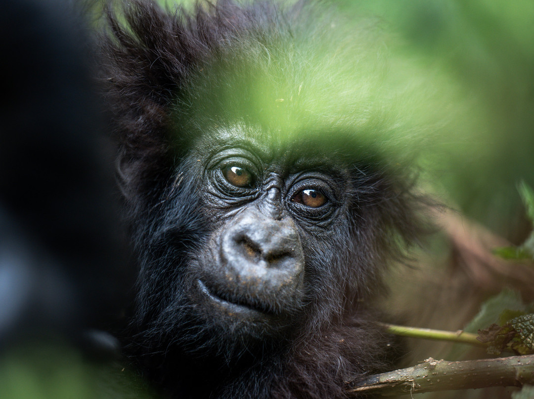 Amahoro Tours-吉佳利必去景点