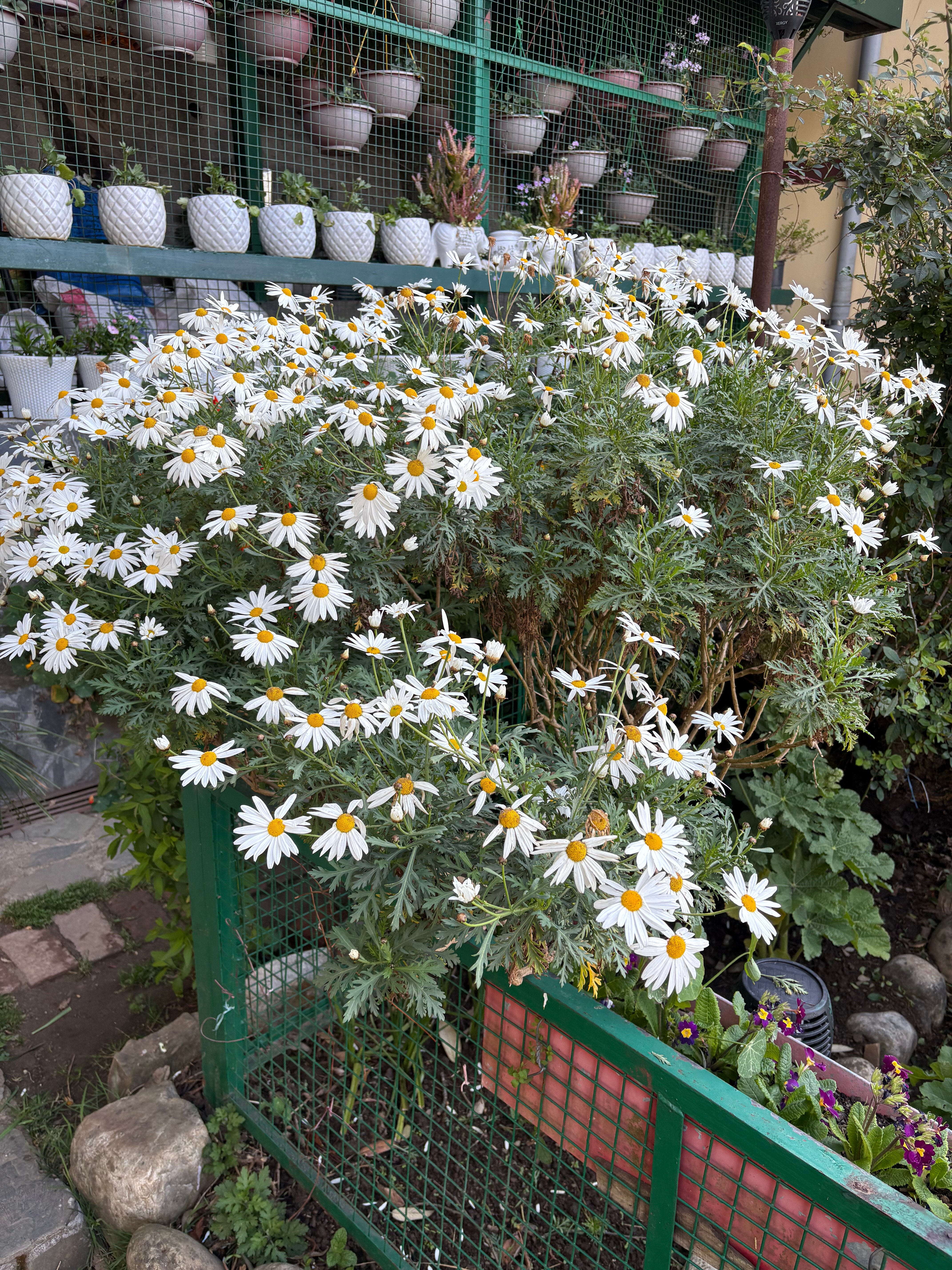 La Villa Bethany-酒店景观