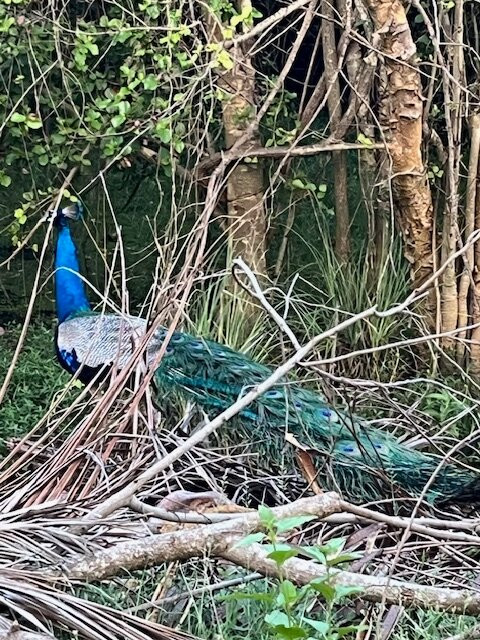 Yala Lucas Lake Hotel