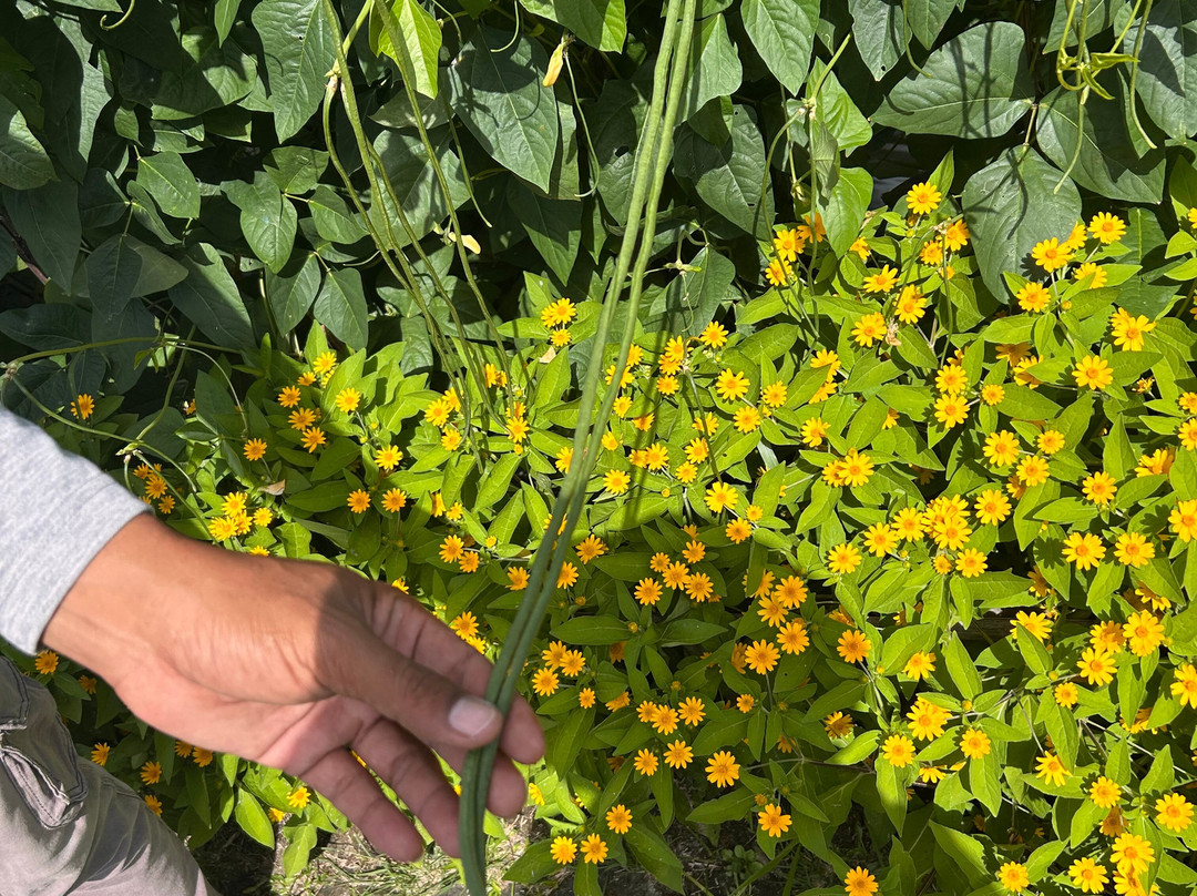 Maha Gangga Valley-阿巴比必去景点