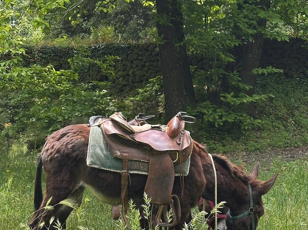 Etna Donkey Trekking-林瓜格洛萨必去景点