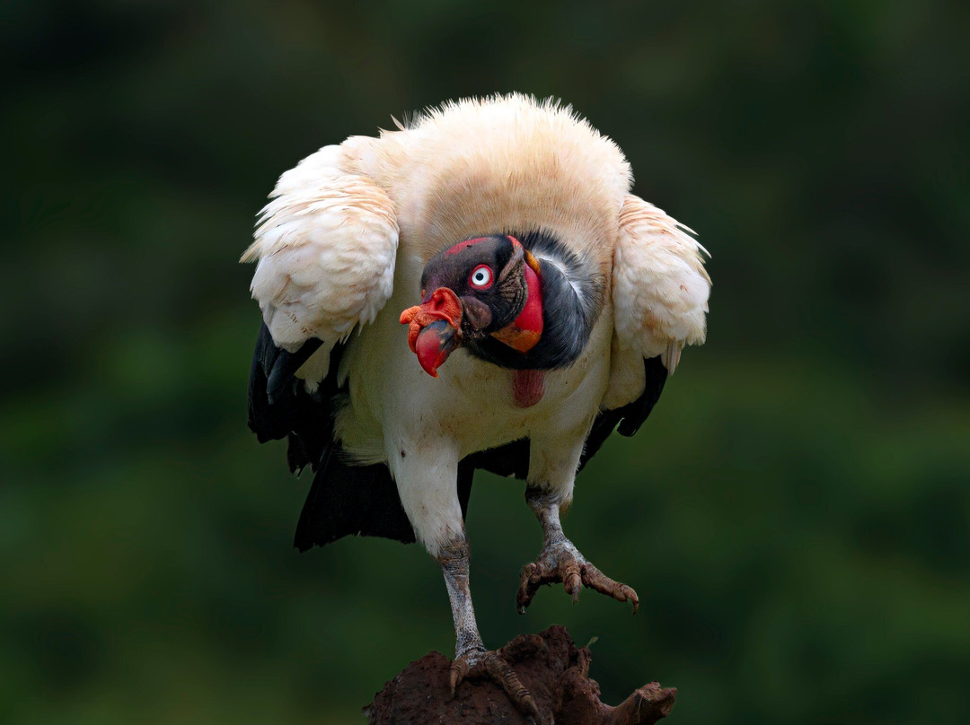 Geo Natura Tours-圣拉蒙必去景点