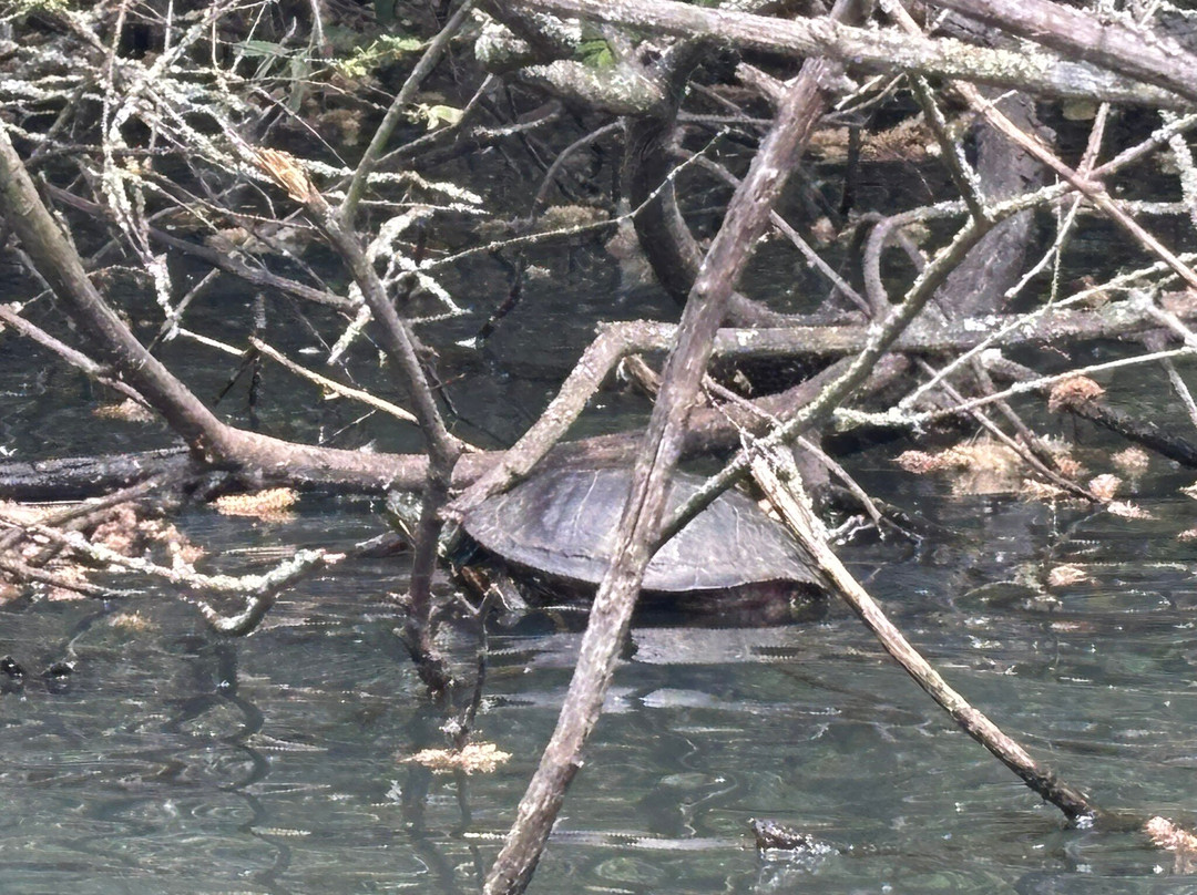 Hollow Ponds Rowing Boat Hire-伦敦必去景点