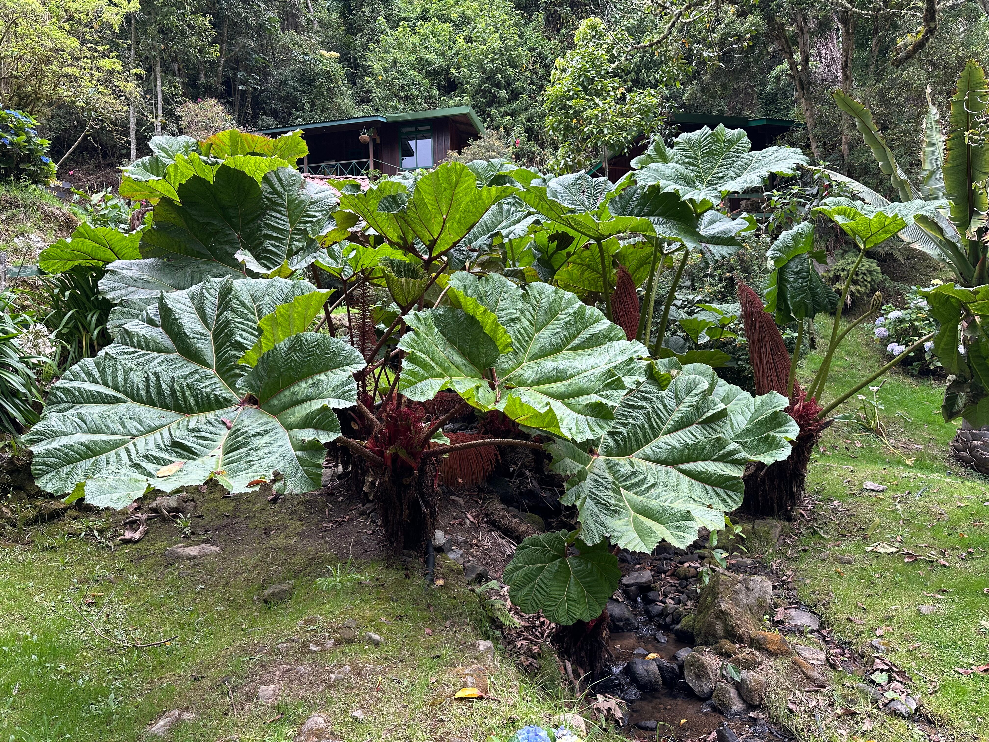 Trogon Lodge-浴室