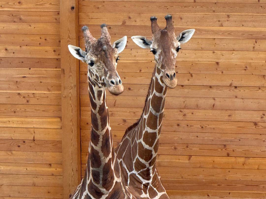 San Antonio Zoo-圣安东尼奥市必去景点