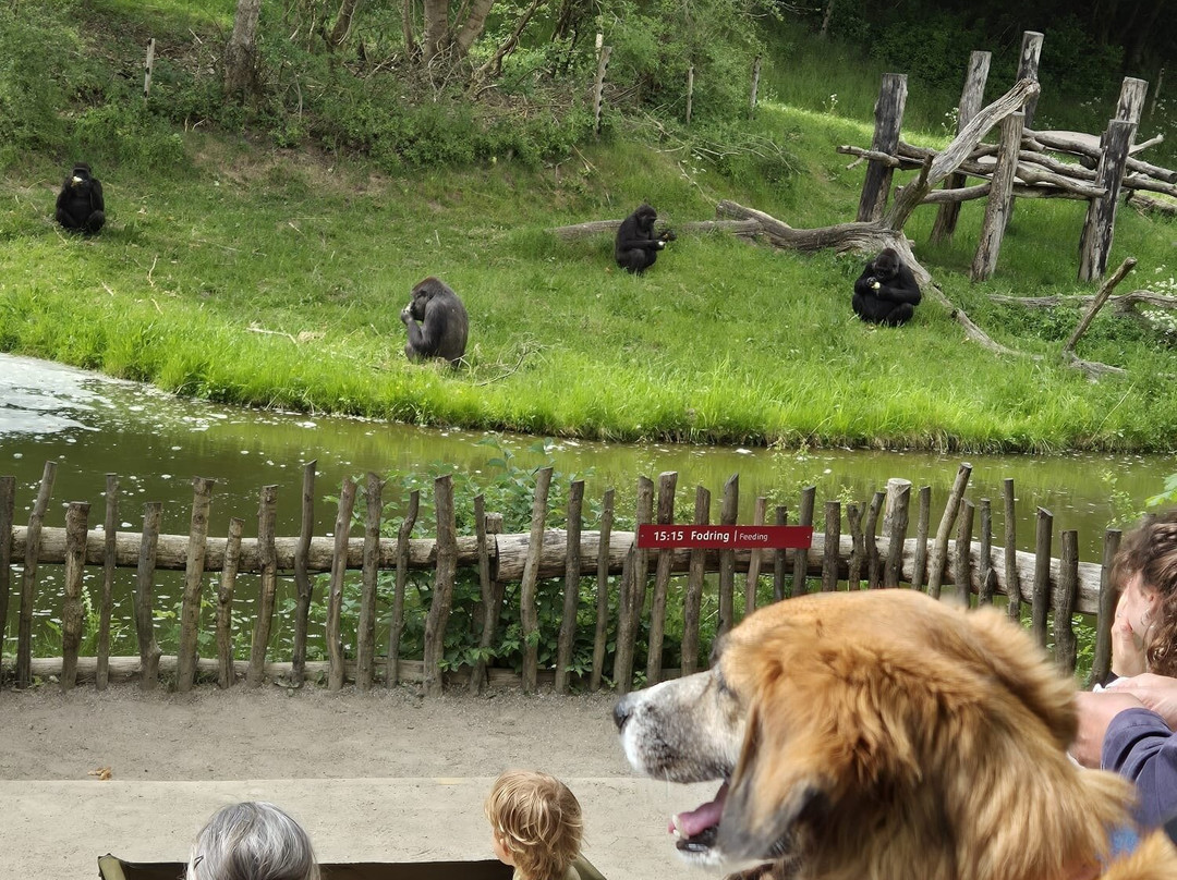 Givskud Zoo - Zootopia-Give必去景点