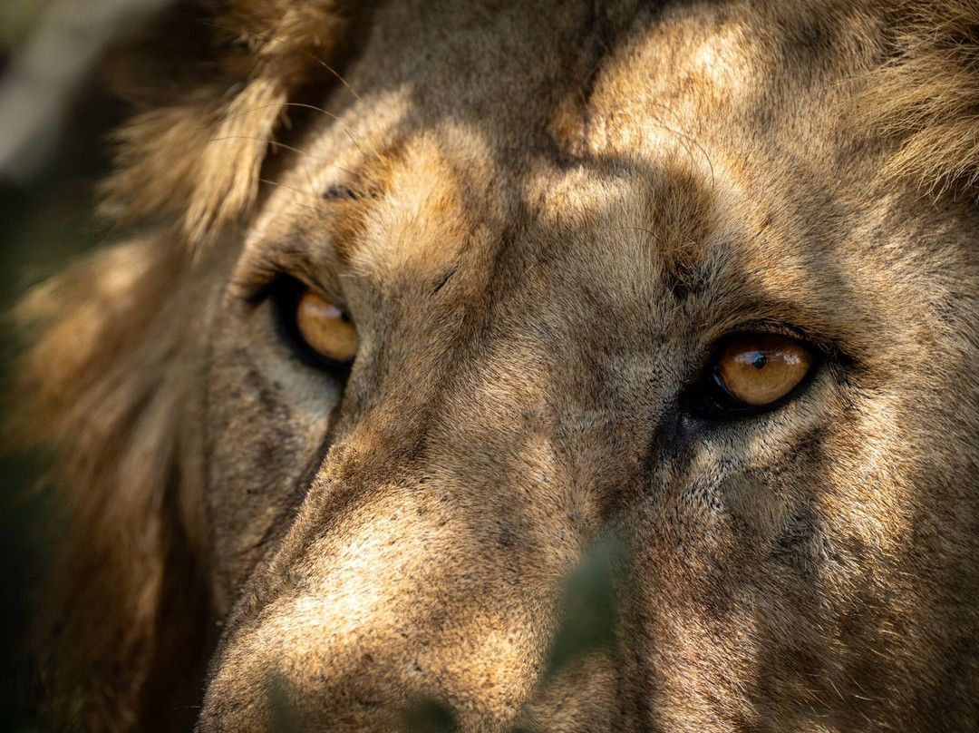 Escape To Tanzania Trekking & Safaris-莫西必去景点