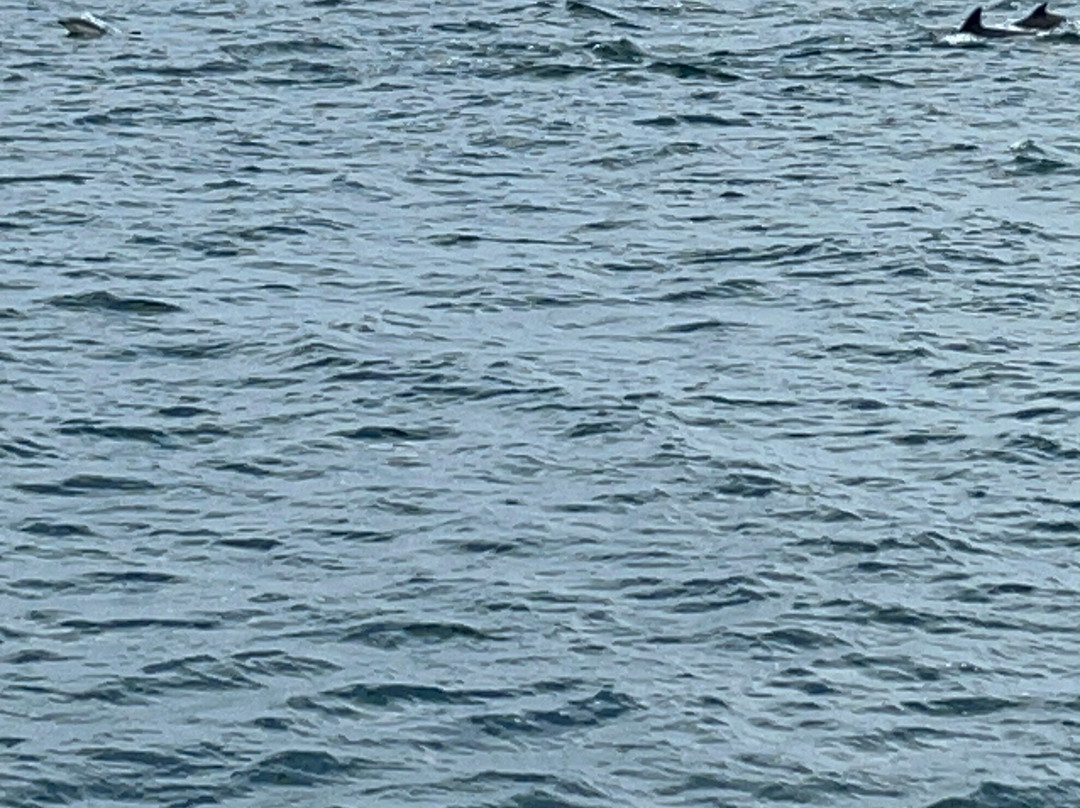 Seas The Day Charters-梅瓦吉西必去景点