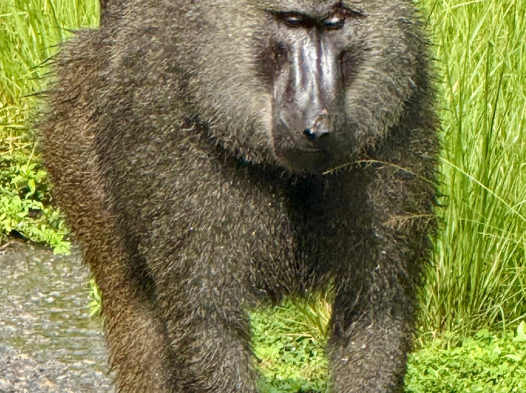 Mukiza Gorilla Expeditions-Kanungu必去景点