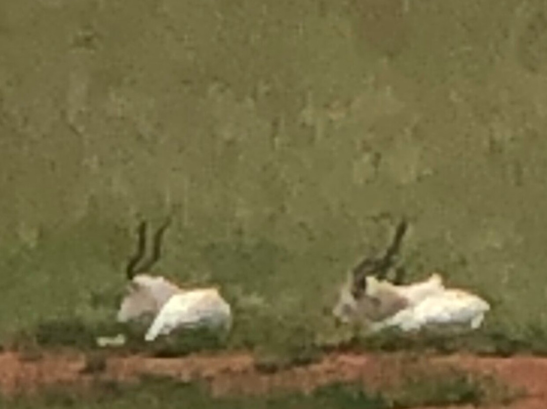 Wild Georgia Safari Park-Metter必去景点