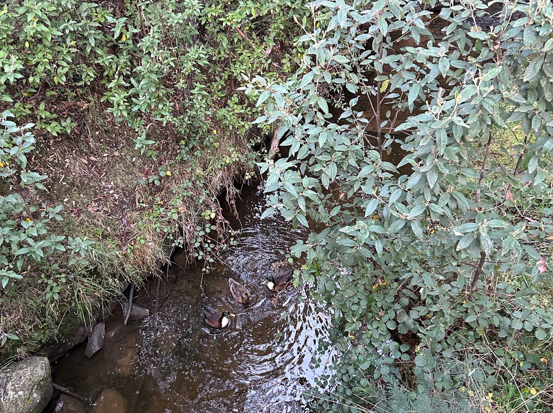 牡蛎湾木屋主图