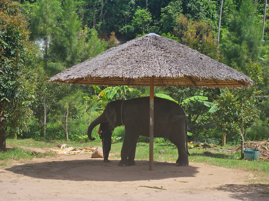 Samui Elephant Spa