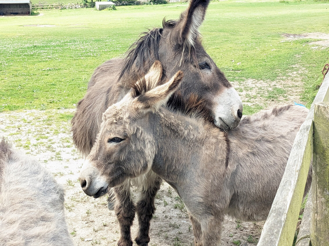 The Flicka Foundation - Donkey Sanctuary-Penryn必去景点