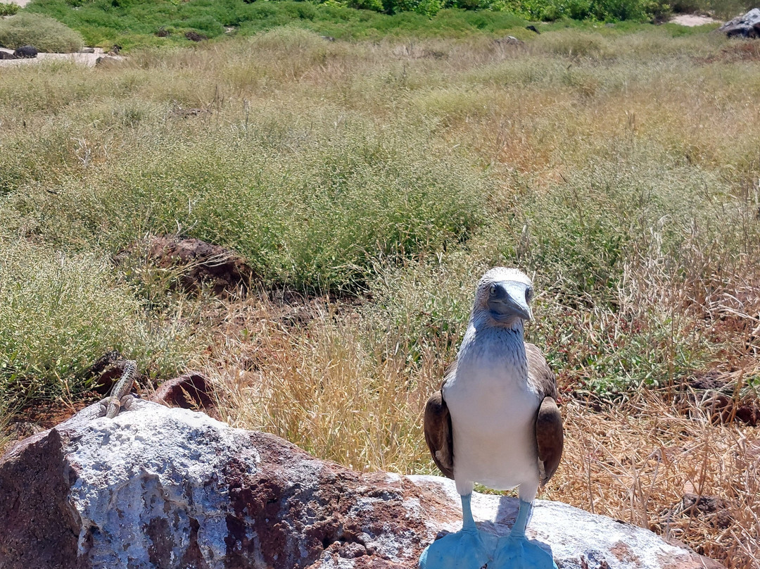 Galapagos by Local Guides-圣克鲁斯必去景点