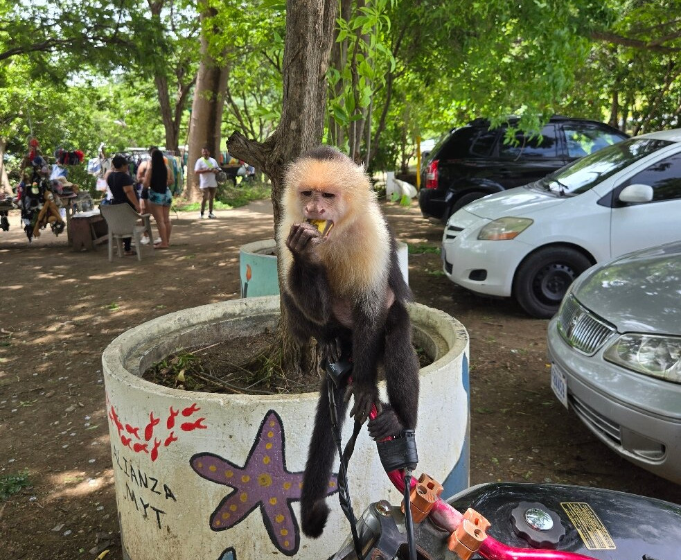 El Cadejo Marino-Playa Panama必去景点
