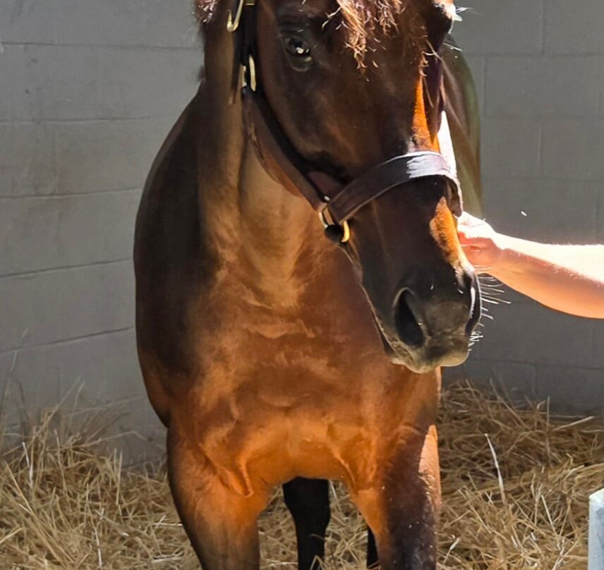 Godolphin-列克星敦必去景点