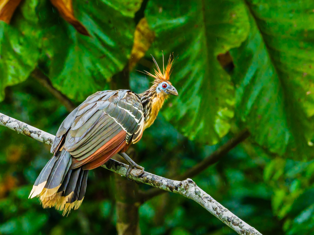 San Jorge Eco-lodges & Private Reserves in Ecuador-基多必去景点