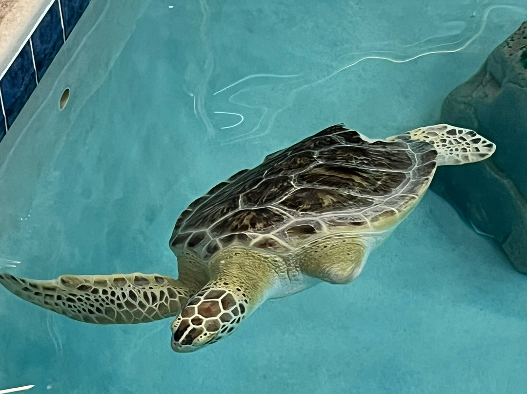 Navarre Beach Sea Turtle Conservation Center-纳瓦拉必去景点