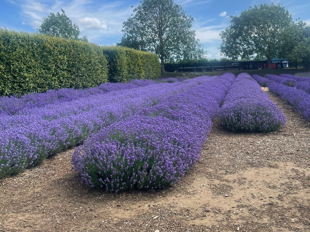 Norfolk Lavender-Heacham必去景点