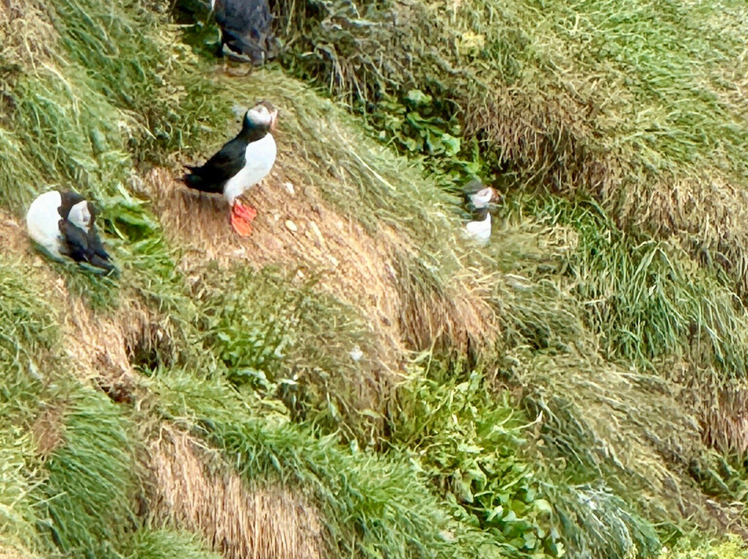 Tjörnes Peninsula-阿克雷里必去景点