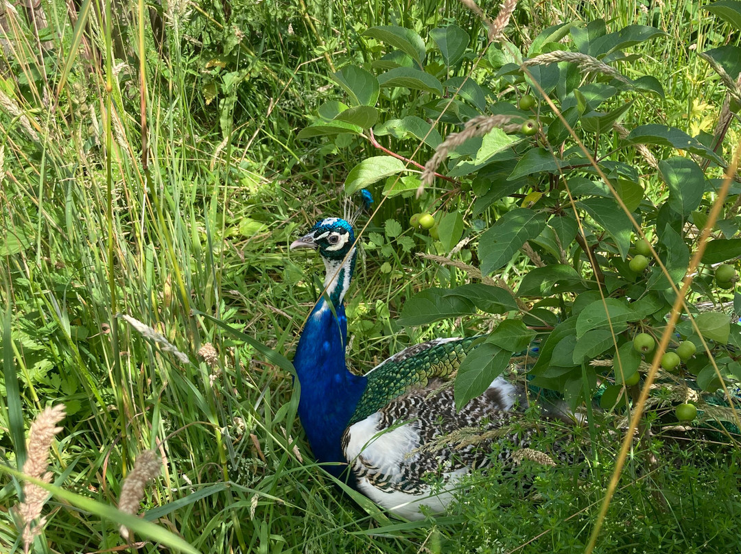 Arche Warder - Zentrum für seltene Nutztierrassen-Warder必去景点