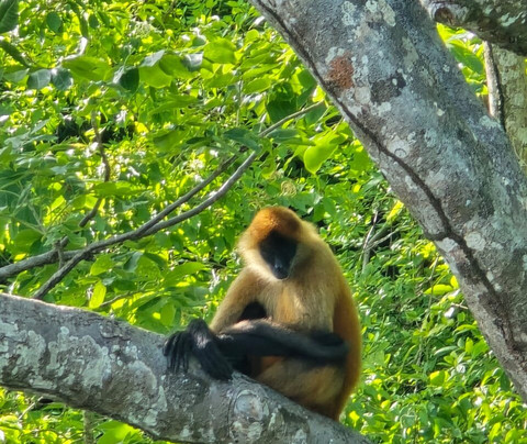 Puntarenas Isla Tortuga Tour-彭塔雷纳斯必去景点