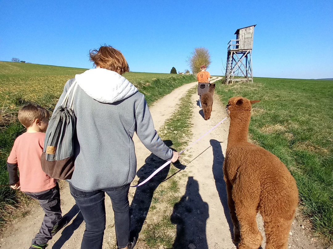 Bergtraum.Alpakas-克尔海姆必去景点