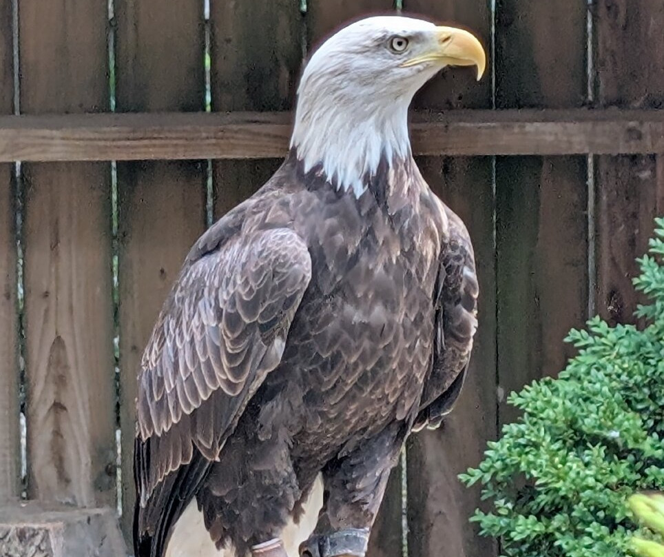 Cotswold Falconry Centre-莫顿因马什必去景点