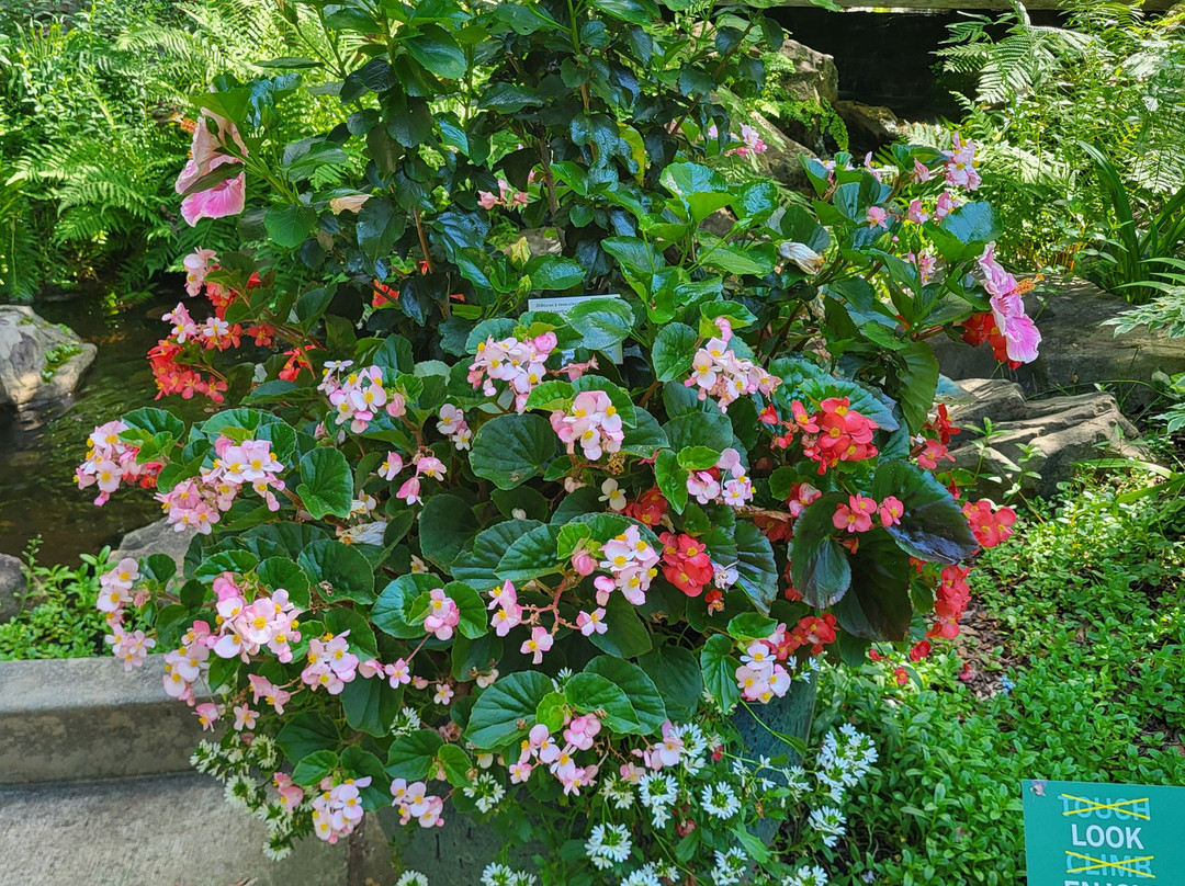 Atlanta Botanical Garden Gainesville-盖恩斯维尔必去景点