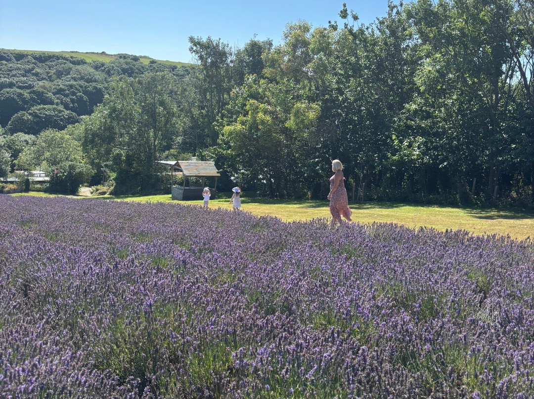 Cornish Lavender-佩伦波思必去景点