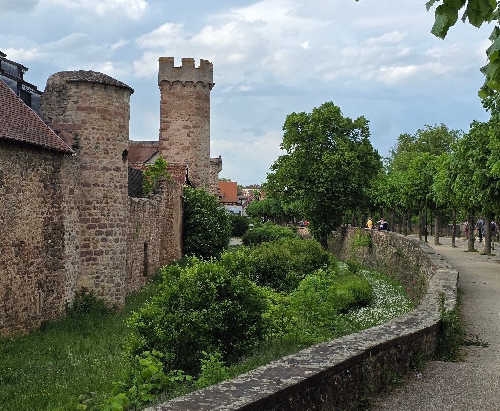 Parcours Historique d'Obernai-奥贝奈必去景点