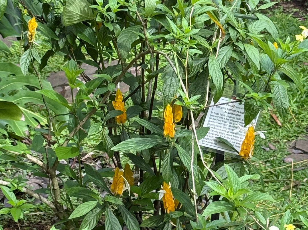 Pura Vida Hotel主图