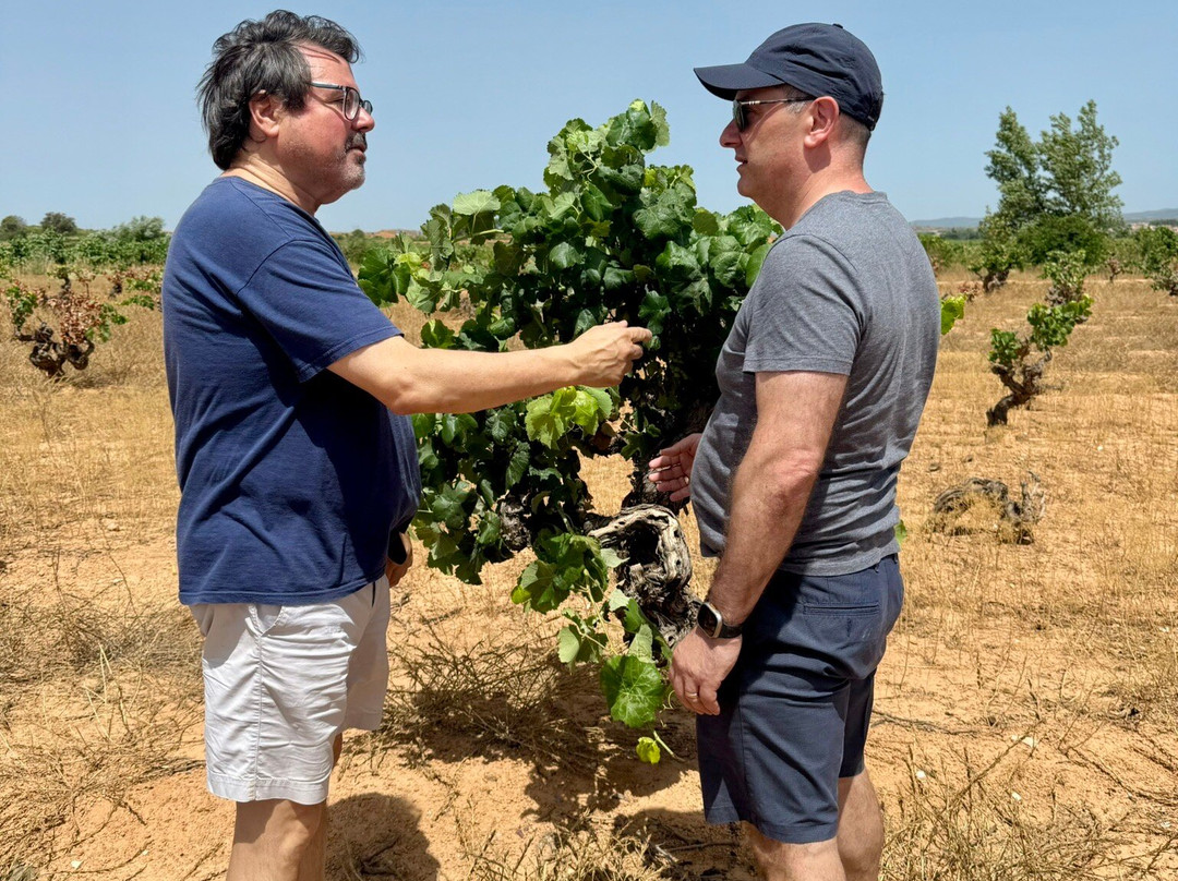 Vinedos y Bodegas Vegalfaro-Requena必去景点