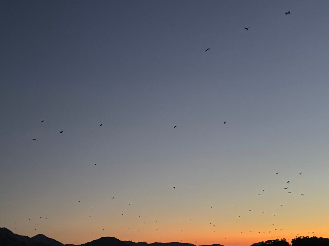 Kalong (Flying Foxes) Island-Labuan Bajo必去景点