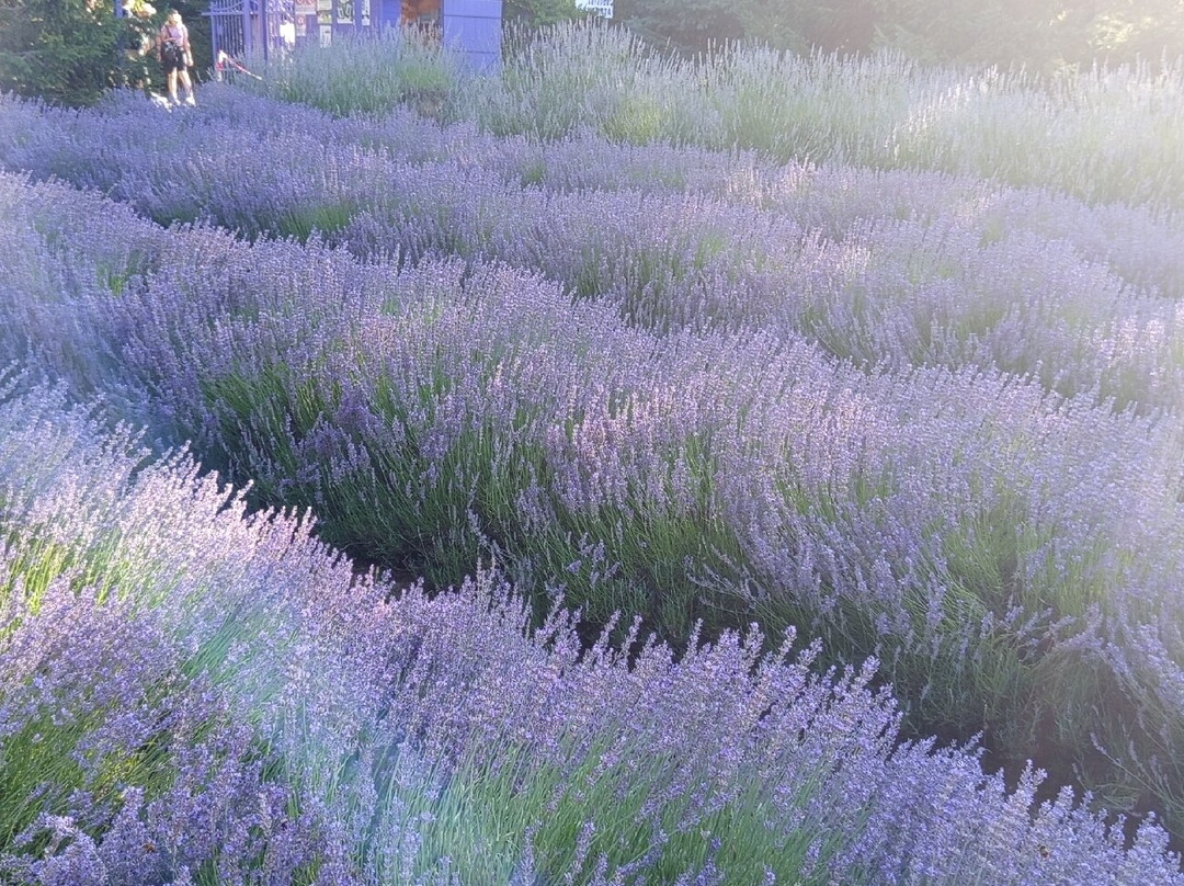 Parco Della Lavanda-Campotenese必去景点