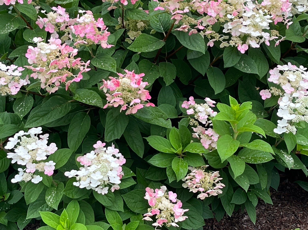 Dubuque Arboretum & Botanical Gardens-迪比克必去景点