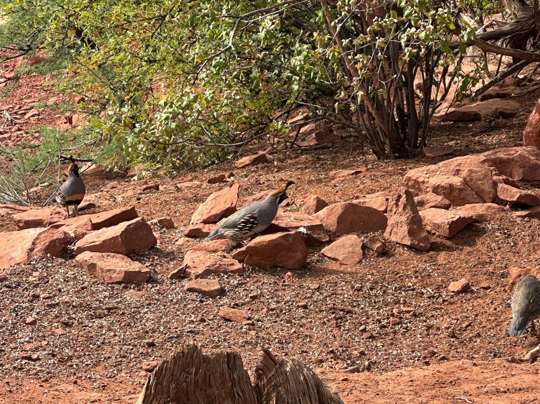 Amitabha Stupa and Peace Park-塞多纳必去景点