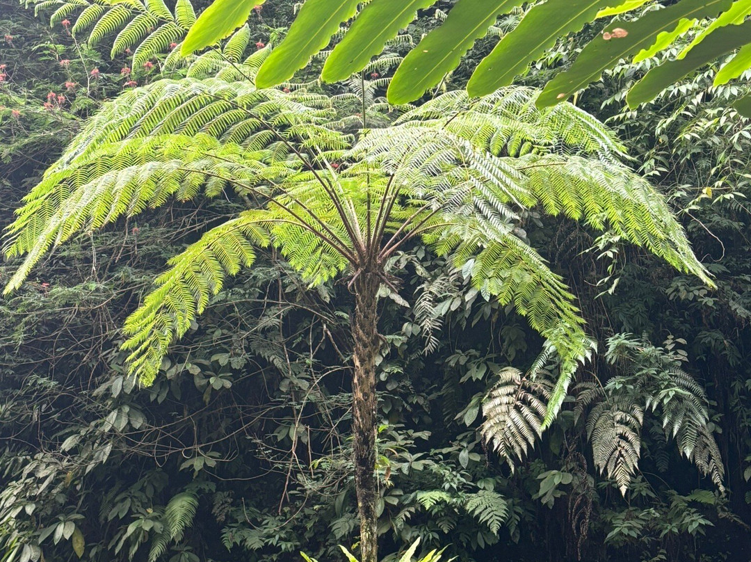 Goa Raja Waterall-Tembuku必去景点