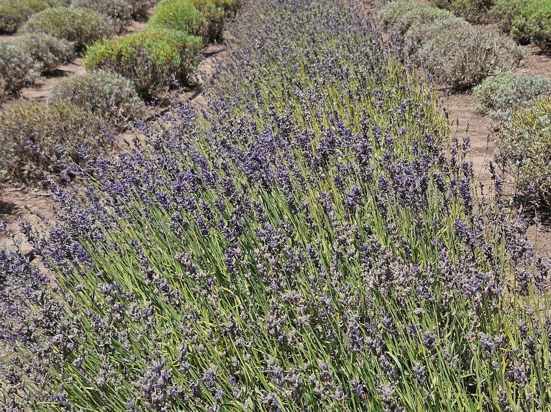 Sparta Lavender Farm