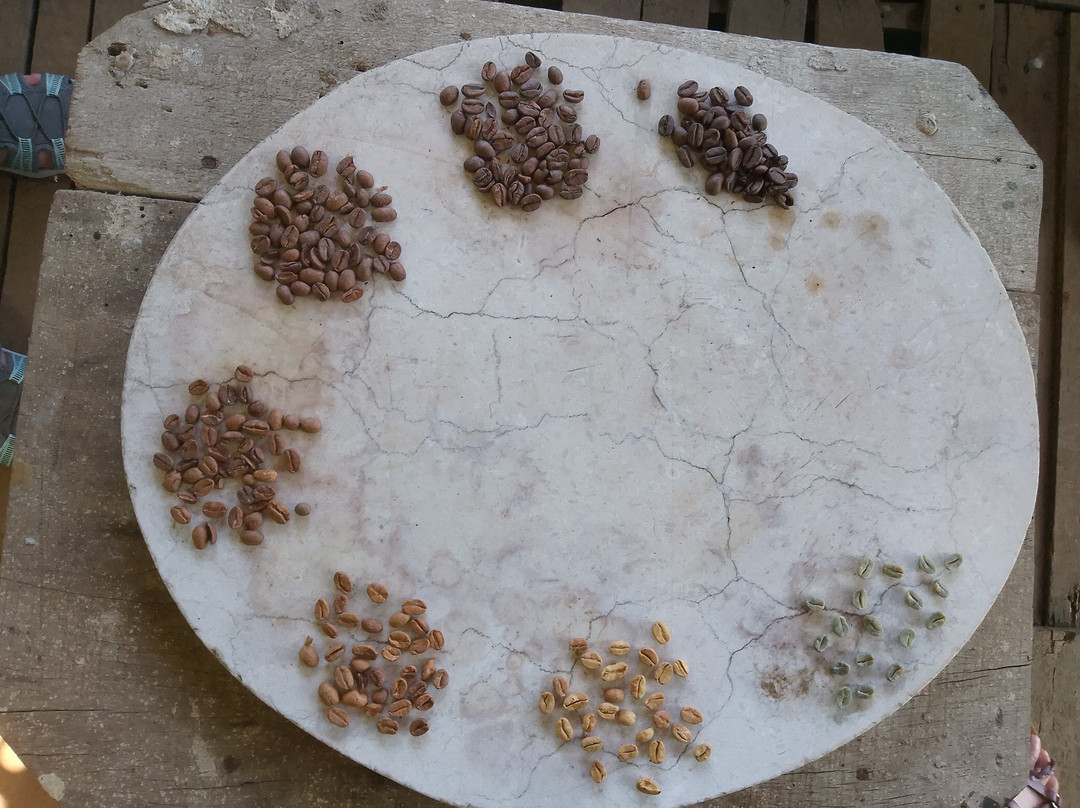 TIO JOSE COFFEE TOUR-葛雷西亚必去景点