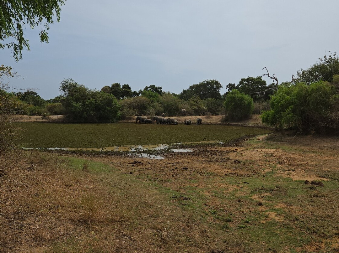 Sri Wild Yala Safari-蒂瑟默哈拉默必去景点