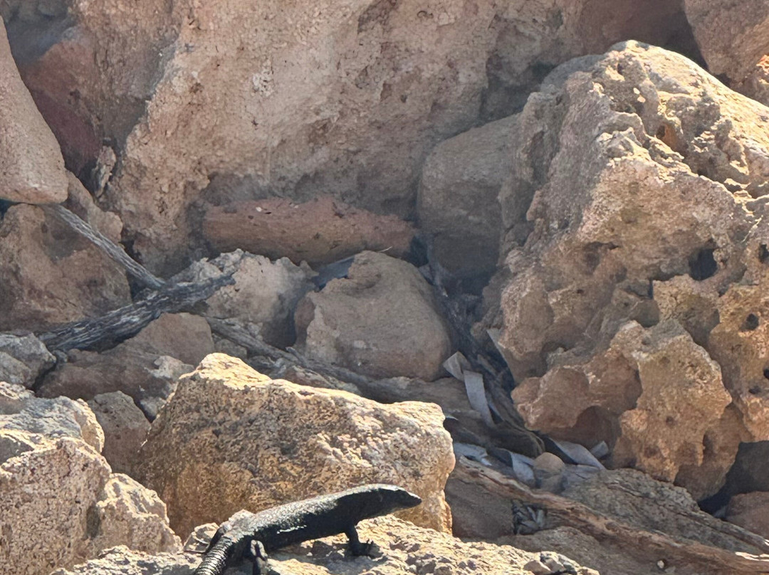 BlackLizard Boat Tours-Biniancolla必去景点