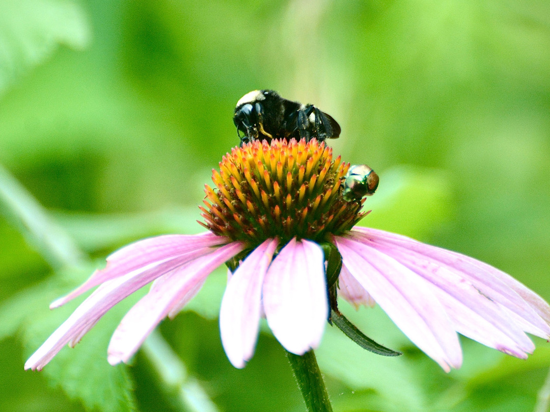 Martha Lafite Thompson Nature Sanctuary-Liberty必去景点