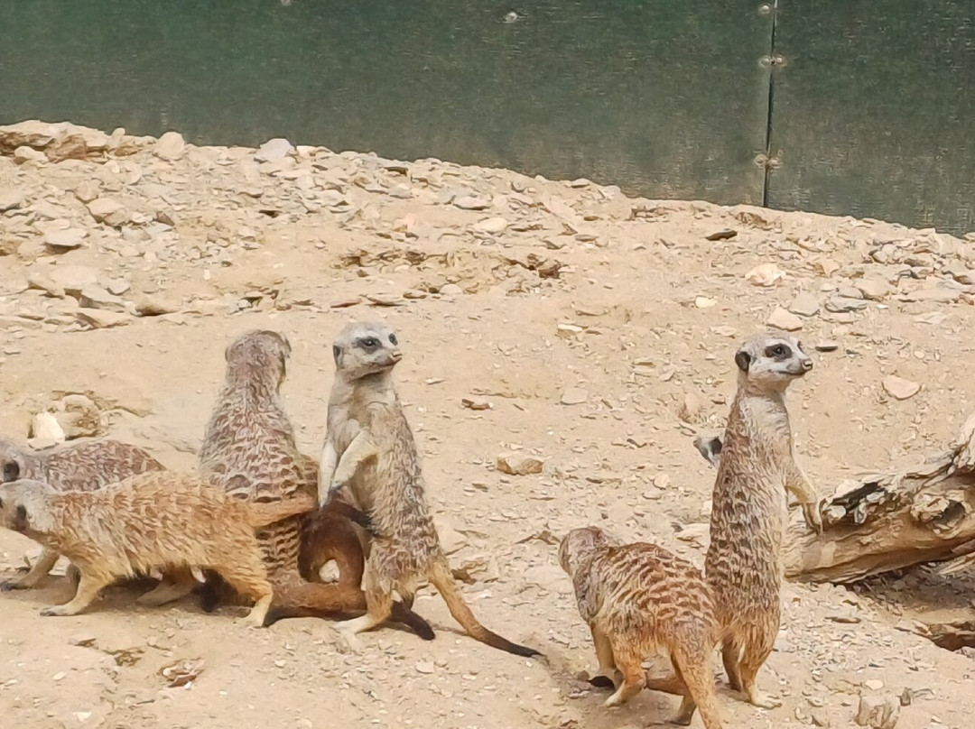 Jardin Zoologique Tropical-La Londe Les Maures必去景点